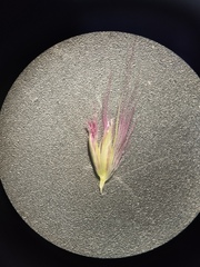 Cenchrus flaccidus
