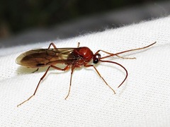 Streblognathus peetersi