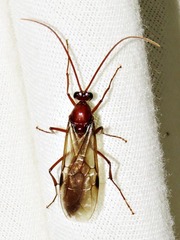 Streblognathus peetersi