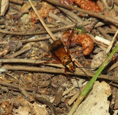 Sphictostethus fugax