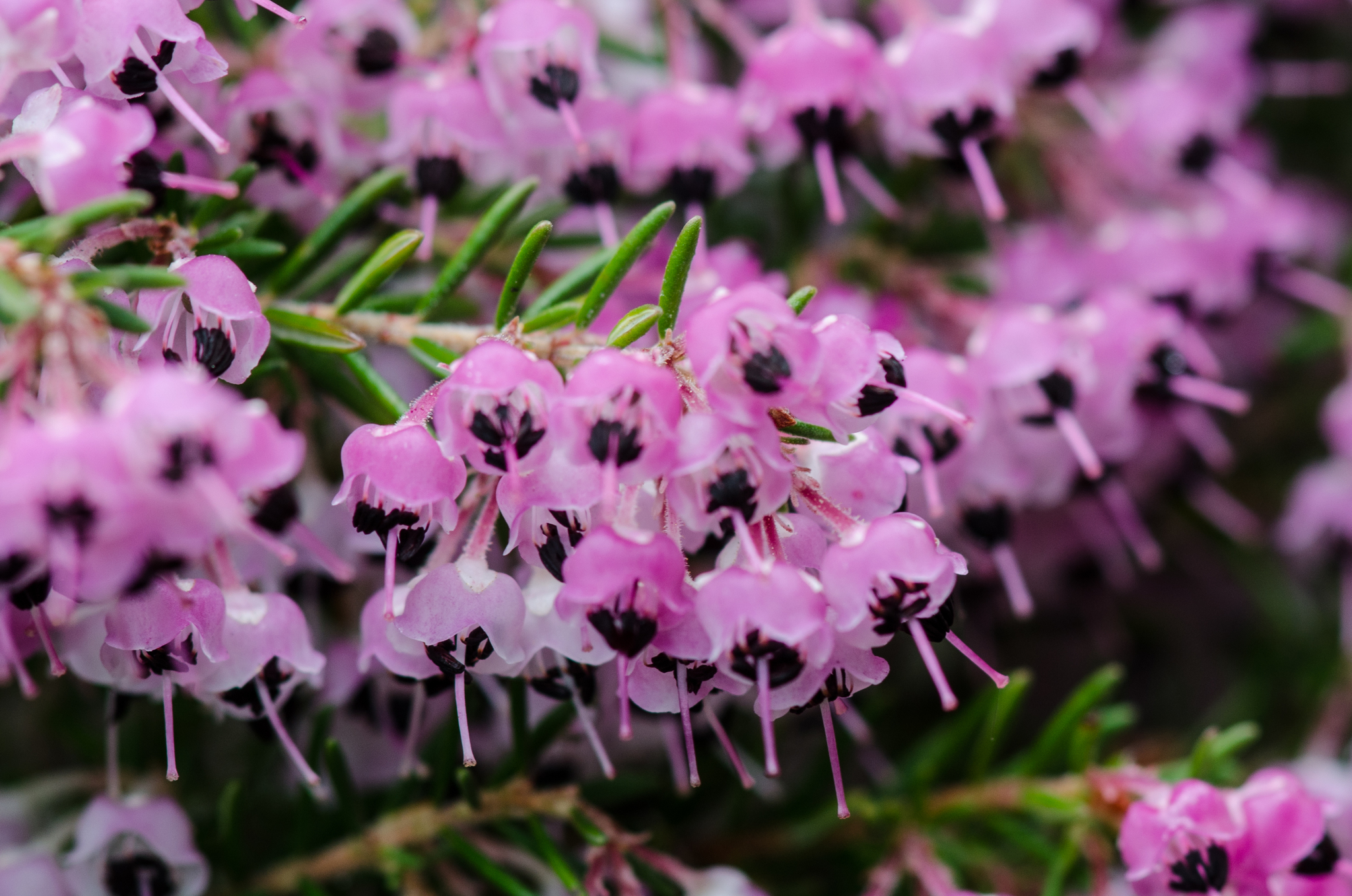 Erica canaliculata