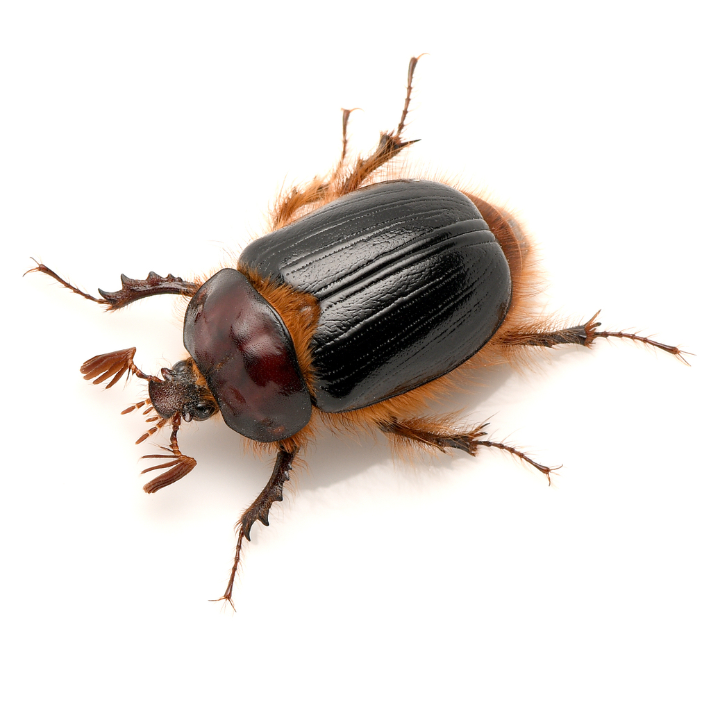 Pleocoma minor