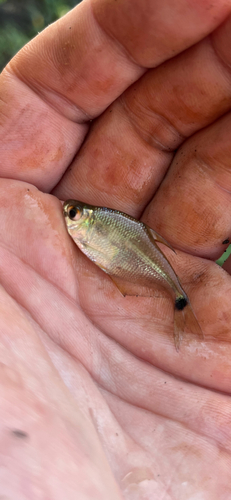 Psellogrammus kennedyi