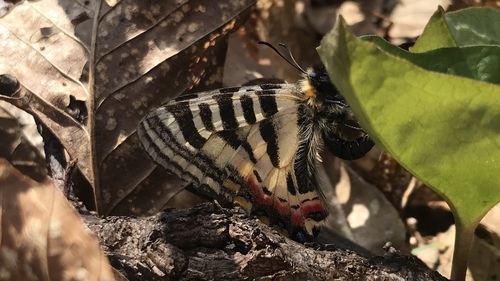 Princess Gifu Butterfly