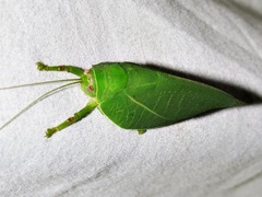 Zabalius ophthalmicus