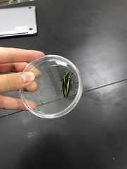 Chrysochroa fulgidissima