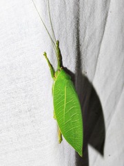 Zabalius ophthalmicus