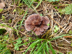 Thelephora caryophyllea