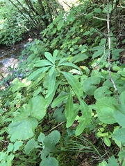 Euphorbia purpurea