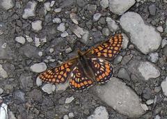 Euphydryas intermedia