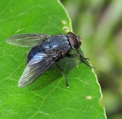 Calliphoroides antennatis