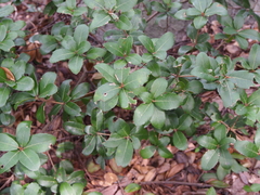 Quercus phillyreoides
