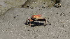 Uca maracoani
