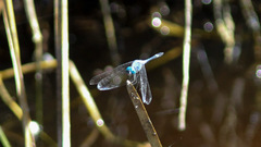 Micrathyria aequalis