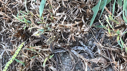 Unknown species found near Cleveland, MS, US