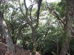 Quercus phillyreoides