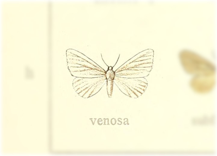 Leuconotha