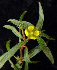 Ludwigia perennis