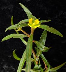 Ludwigia perennis