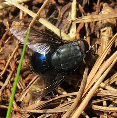 Calliphora quadrimaculata