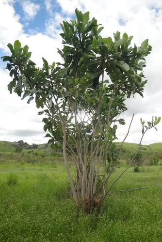 Lesser Forest-Fevertree (Anthocleista liebrechtsiana)