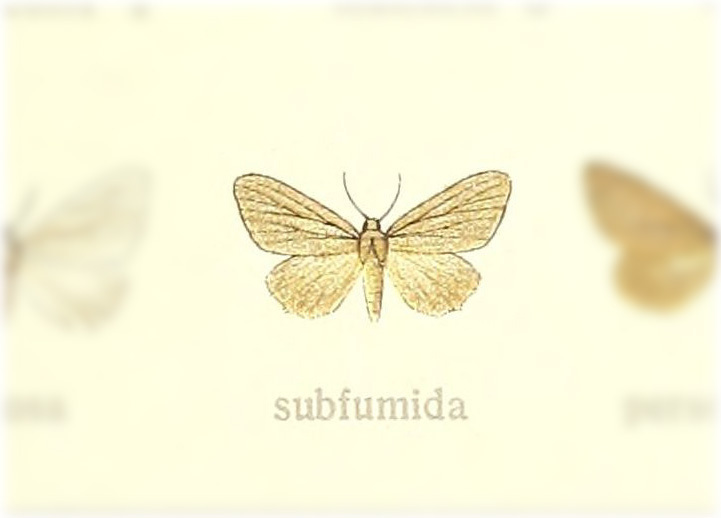 Leuconotha subfumida