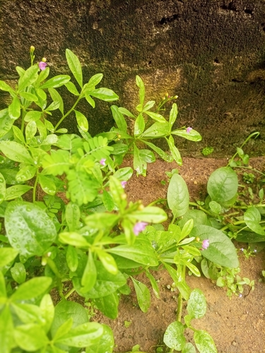 Jewels of Opar
