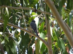 Pachycephala rufiventris