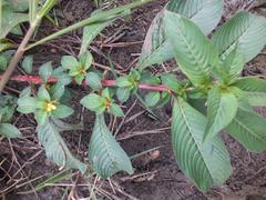 Ludwigia abyssinica