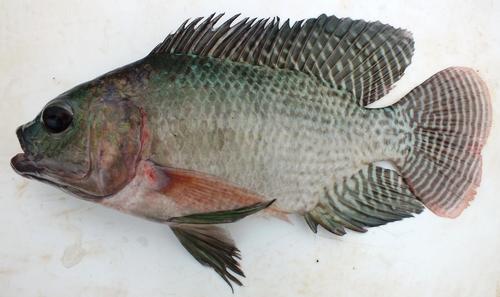 Mozambique Tilapia