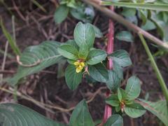 Ludwigia abyssinica
