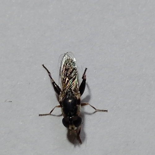 Unknown species found near Johnston, RI 02919, USA