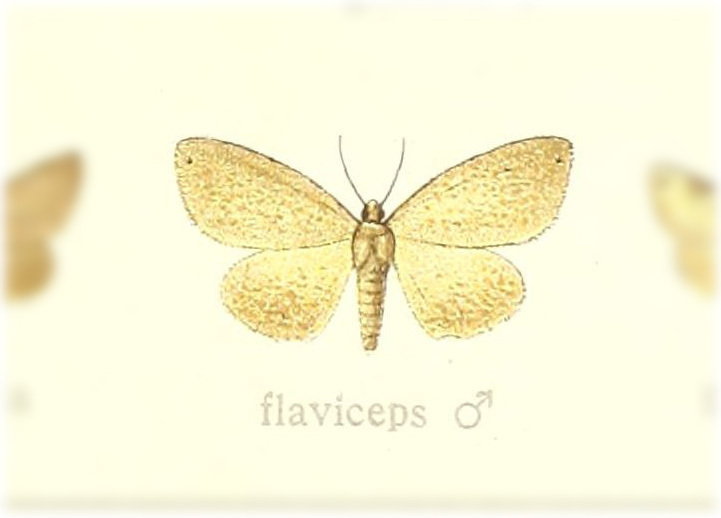 Siculodopsis
