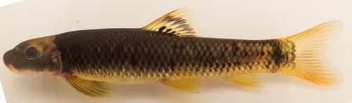 Ornate garra (Garra ornata) — Cyprinidae — 2