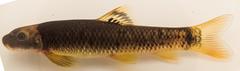 Garra ornata