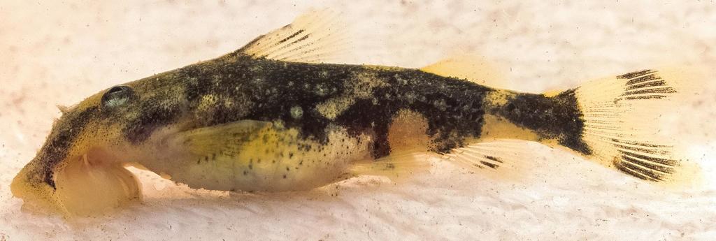 Suckermouth catfish (Chiloglanis micropogon) — Mochokidae