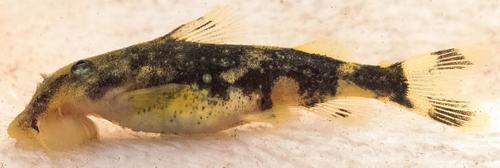 Suckermouth catfish (Chiloglanis micropogon) — Mochokidae
