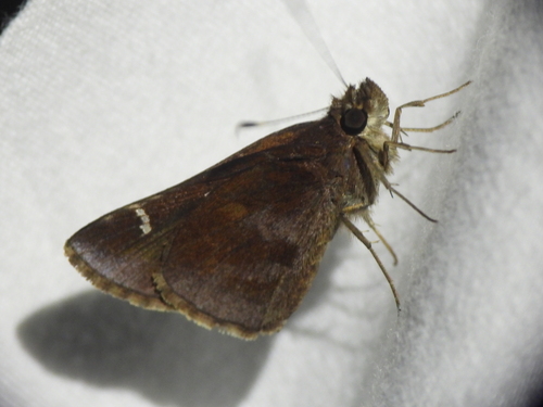 Clouded Skipper photo 5