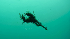 Idiotropiscis lumnitzeri