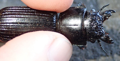 Passalidius fortipes