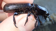 Passalidius fortipes