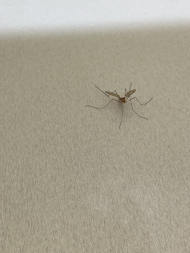Unknown species found near W Gregory Dr, Urbana, IL, US