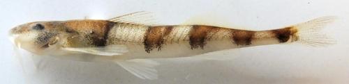 Comb loach catfish (Tetracamphilius pectinatus) — Amphiliidae