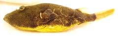 Congo Puffer photo 2