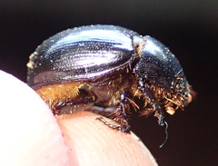 Hybosoridae