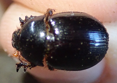 Hybosoridae