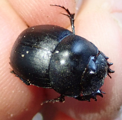 Metacatharsius opacus