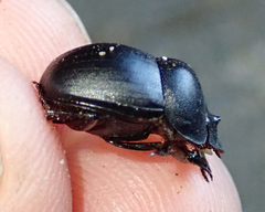 Metacatharsius opacus