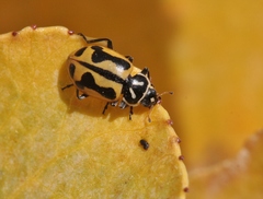 Hippodamia sinuata crotchi