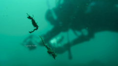 Idiotropiscis lumnitzeri